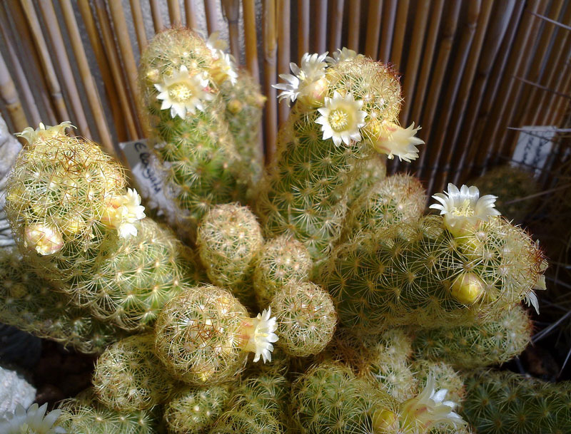 Mammillaria elongata